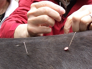 Akupunktur beim Pferd