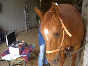 Bioresonanztherapie beim Pferd
